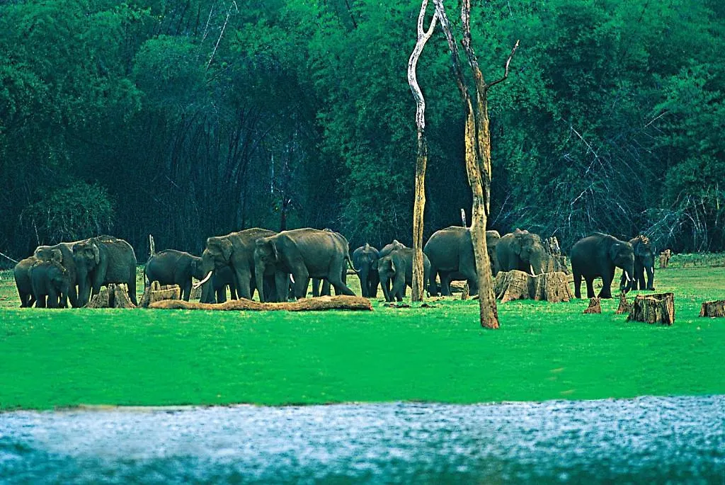 Green Palace Residency Wayanad Hotel