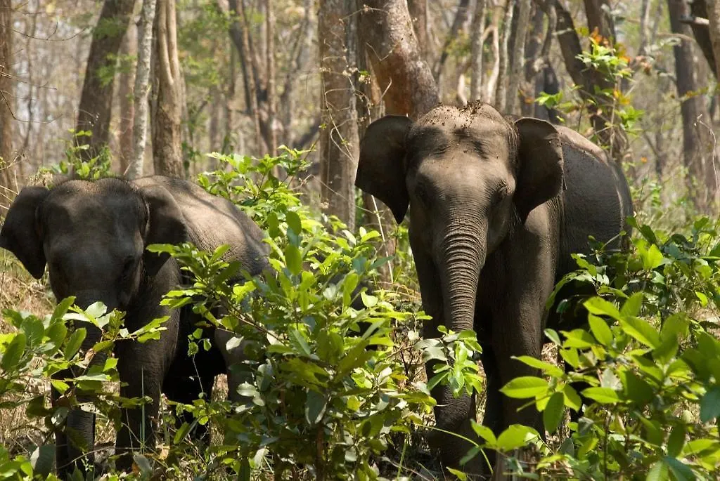 Green Palace Residency Wayanad 3*,  India